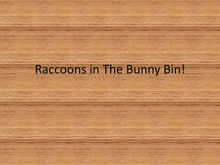 Raccoons in The Bunny Bin! 
