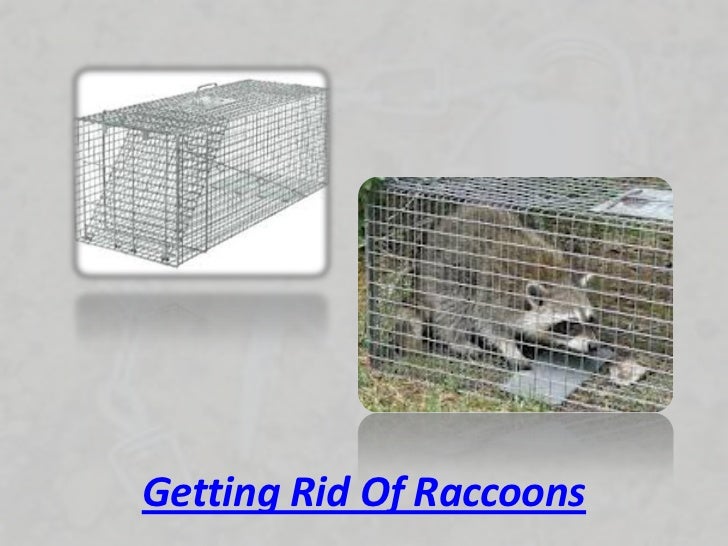 Raccoon trap