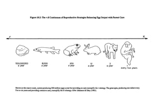 Figure 10.2: The r-K Continuum of Reproductive Strategies Balancing Egg Output with Parent Care
Shown on this macro-scale, oysters producing 500 million eggs a year but providing no care exemplify the r-strategy. The great apes, producing one infant every
five or six years and providing extensive care, exemplify the ^-strategy. After Johanson & Edey (1981).
 