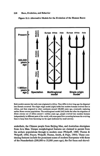 218 Race, Evolution, and Behavior
Figure 11.1: Alternative Models for the Evolution of the Human Races
Present
500,000
years
ago
1 Million
years
ago Speciation
L J k J
/ 

/
/ 

/
/ 

/
Europe Africa Asia
Multiregional
model
Single origin
model
Both models assume that early man originated in Africa. They differ in how long ago the dispersal
into Eurasia occurred. The single origin model (right) holds that modem humans evolved first in
Africa, and then migrated to other continents around 100,000 years ago, eventually replacing
earlier Homo erectus populations. The multiregional model (left) holds that after the migration of
Homo erectus out of Africa around 1 million years ago, people evolved into modem humans
independently in different parts of the world, with some gene flow occurring between the evolving
lines to keep them from becoming too far apart (indicated by small arrows).
anderthals, the Chinese people from Beijing Man, and Australian aborigines
from Java Man. Unique morphological features are claimed to persist from
the archaic populations through to modem ones (Wolpoff, 1989; Thome &
Wolpoff, 1992; Frayer, Wolpoff, Thome, Smith, & Pope, 1993). These con­
tinuing features include the prominent noses of modem Europeans with those
of the Neanderthals (200,000 to 35,000 years ago), the flat faces and shovel­
 