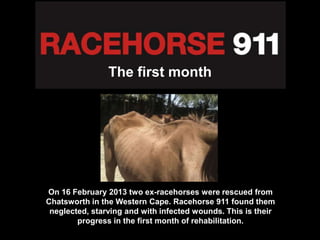 The first month




On 16 February 2013 two ex-racehorses were rescued from
Chatsworth in the Western Cape. Racehorse 911 found them
 neglected, starving and with infected wounds. This is their
        progress in the first month of rehabilitation.
 