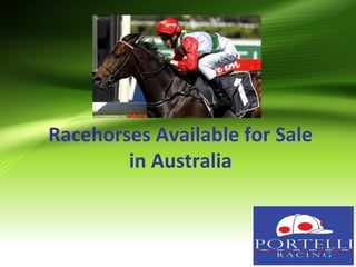 Racehorses Available for Sale
in Australia
 