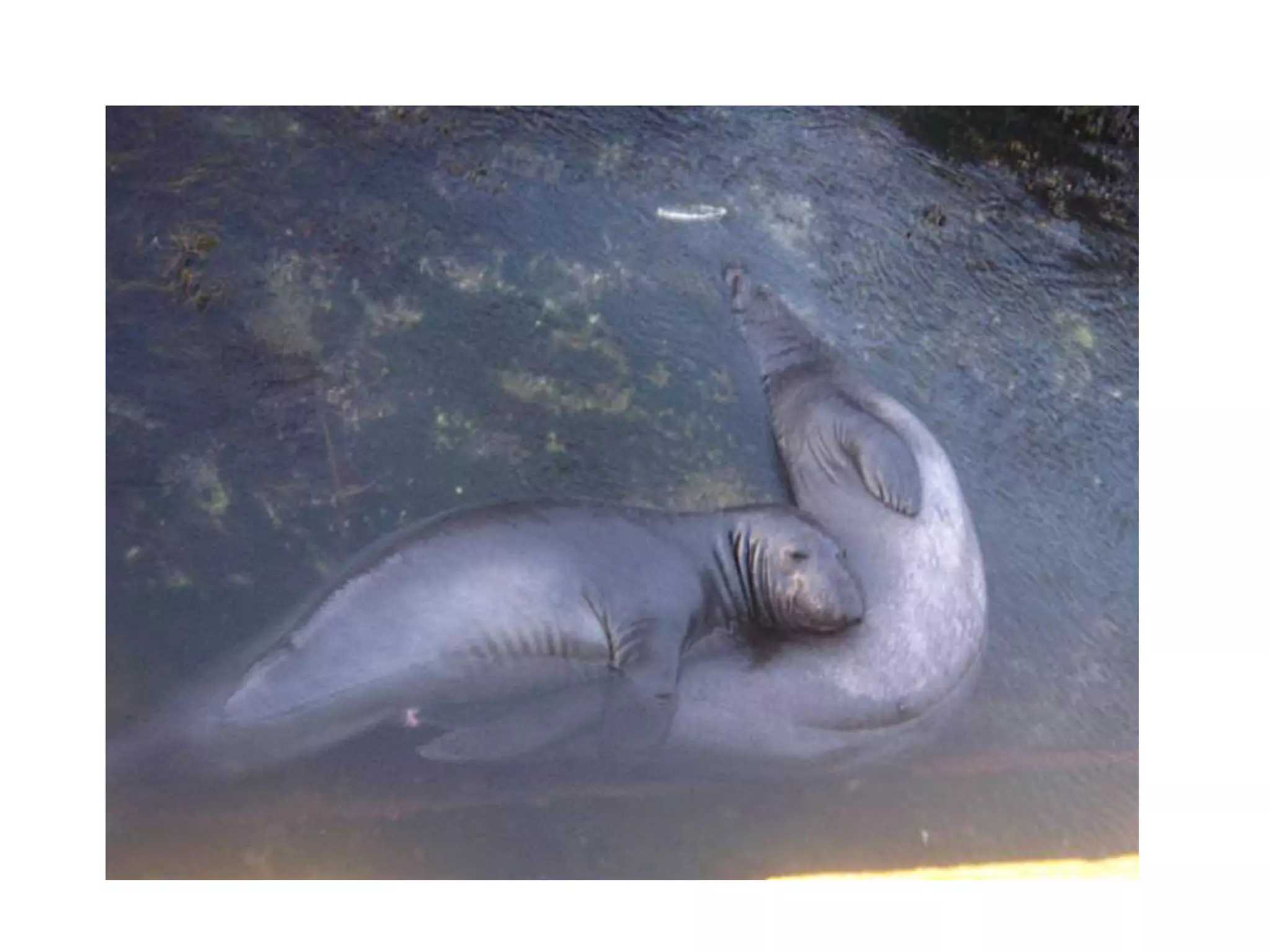 Race rocks elephant seals - dating