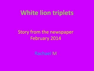 White lion triplets
Story from the newspaper
February 2014
Rachael M
 