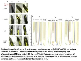 Root anatomical analyses of Brassica napus plants exposed to CeO2NPs at 500 mg kg1 dry
sand and 50 mM NaCl. Measurements took place at the end of first week (T1), end
of second week (T2) and end of third week (T3). A) Fluorescence microscopy imagines of
endodermal suberin lamellae (yellow). B) Schematic representation of endodermal suberin
lamellae. Dot lines represent standard deviation (n ¼ 3).
 