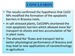 CONCLUSION
• The results confirmed the hypothesis that CeO2
NPs modified the formation of the apoplastic
barriers in Brassica roots.
• In salt stressed plants, CeO2NPs shortened the
root apoplastic barriers which allowed more Na+
transport to shoots and less accumulation of Na+
in plant roots.
• The altered Na+ fluxes and transport led to
better physiological performance of Brassica and
may lead to new applications of nanotechnology
in agriculture.
 