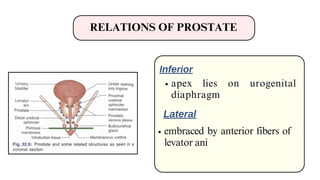 Prostate gland anatomical features and descriptions | PDF