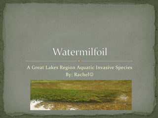 A Great Lakes Region Aquatic Invasive Species
                By: Rachel
 