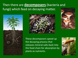 Then there are decomposers (bacteria and fungi) which feed on decaying matter. These decomposers speed up the decaying process that releases mineral salts back into the food chain for absorption by plants as nutrients.