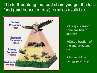 The further along the food chain you go, the less food (and hence energy) remains available. Energy is passed from one link to another  