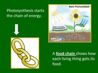 Photosynthesis starts the chain of energy. A food chainshows how each living thing gets its food.
