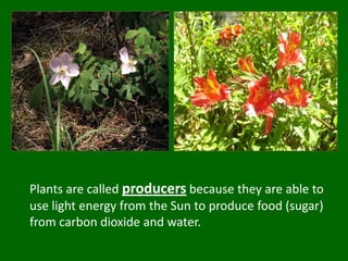 Plants are called producers because they are able to use light energy from the Sun to produce food (sugar) from carbon dioxide and water.
