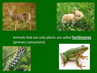 Animals that eat only plants are called herbivores(primary consumers).
