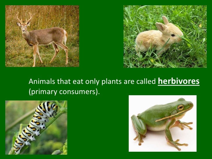 Rachellefabionar.powerpoint.foodchains