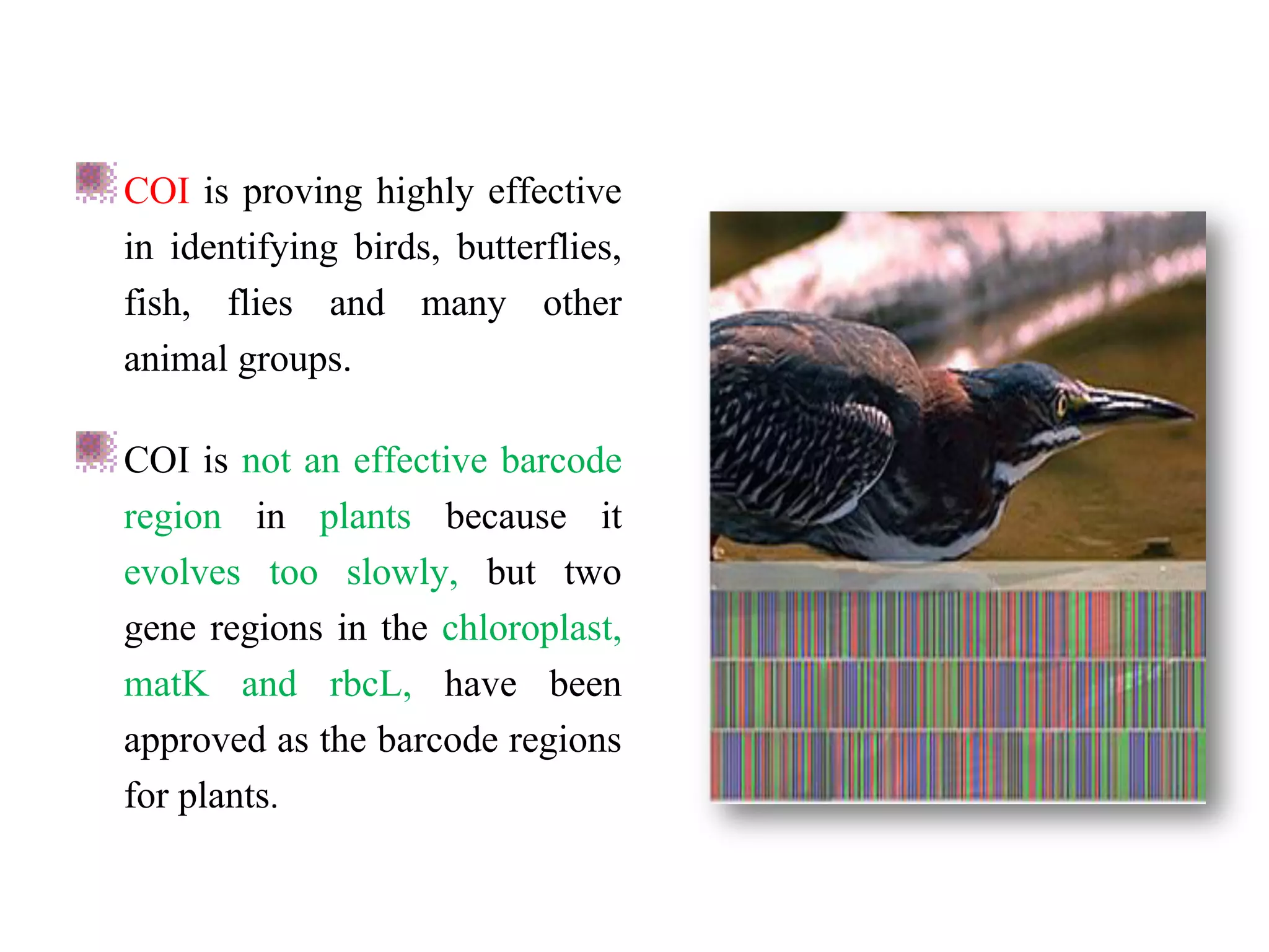 COI is proving highly effective
in identifying birds, butterflies,
fish, flies and many other
animal groups.
COI is not an effective barcode
region in plants because it
evolves too slowly, but two
gene regions in the chloroplast,
matK and rbcL, have been
approved as the barcode regions
for plants.
 