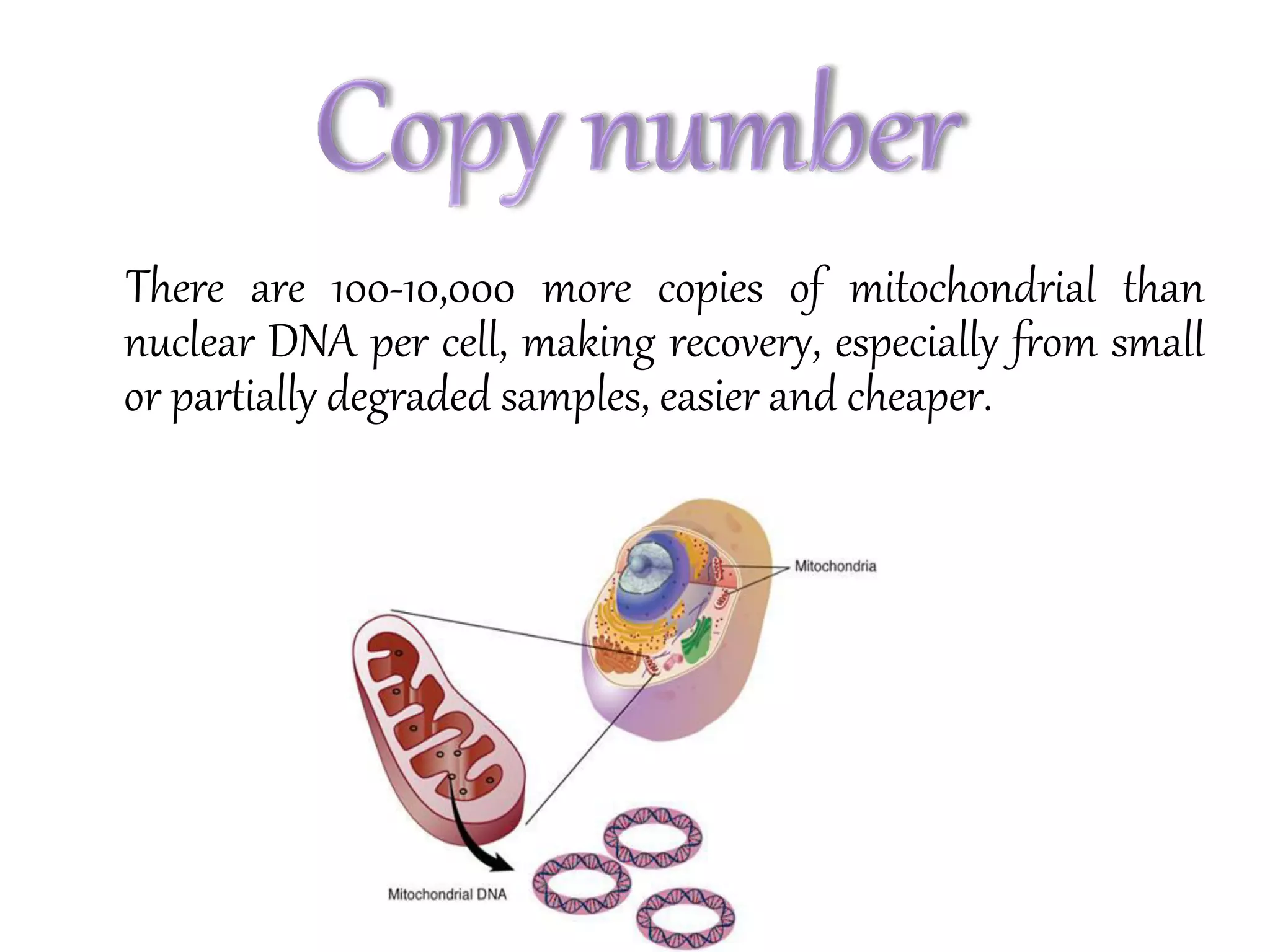 There are 100-10,000 more copies of mitochondrial than
nuclear DNA per cell, making recovery, especially from small
or partially degraded samples, easier and cheaper.
 