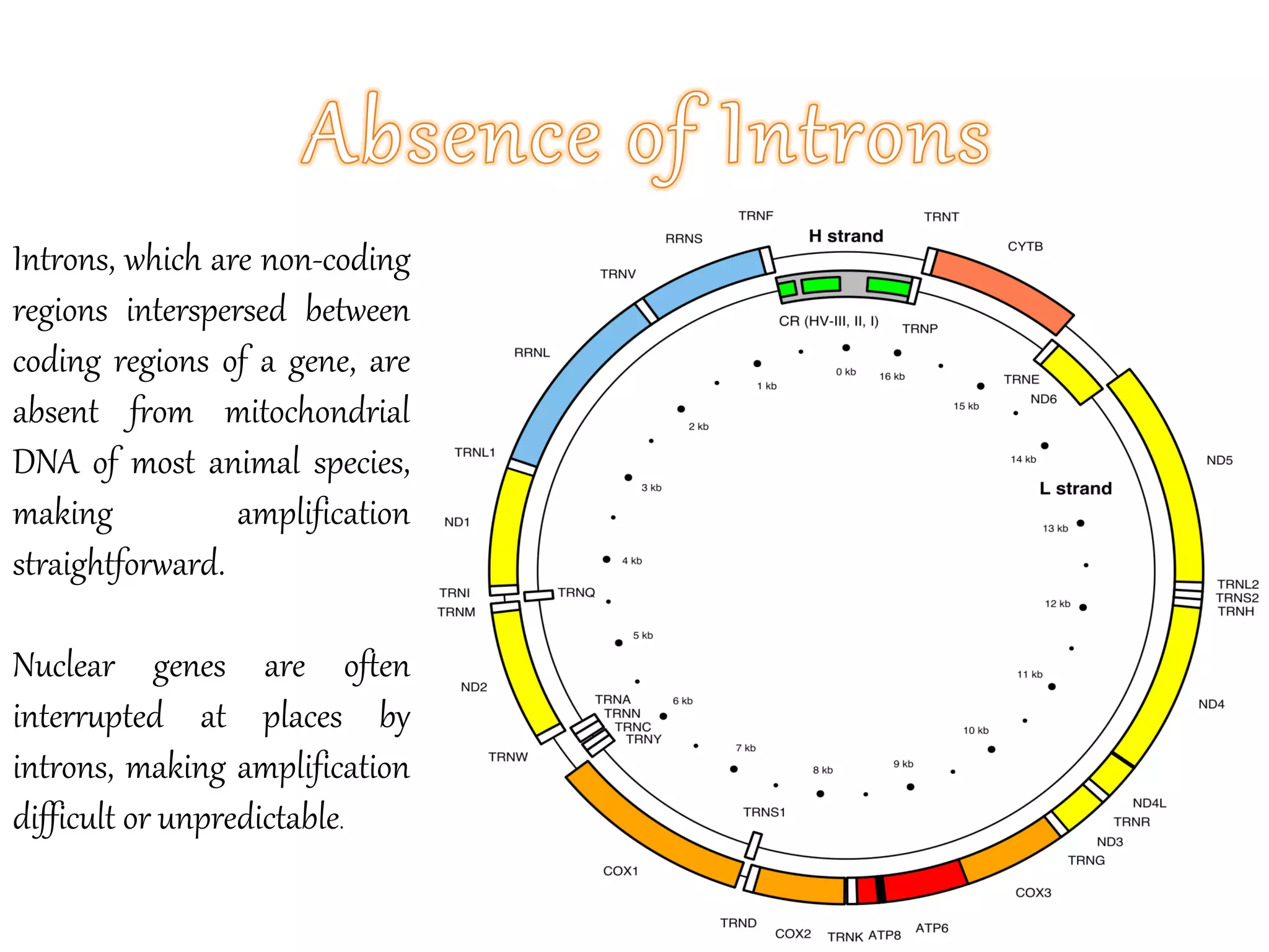 Introns, which are non-coding
regions interspersed between
coding regions of a gene, are
absent from mitochondrial
DNA of most animal species,
making amplification
straightforward.
Nuclear genes are often
interrupted at places by
introns, making amplification
difficult or unpredictable.
 