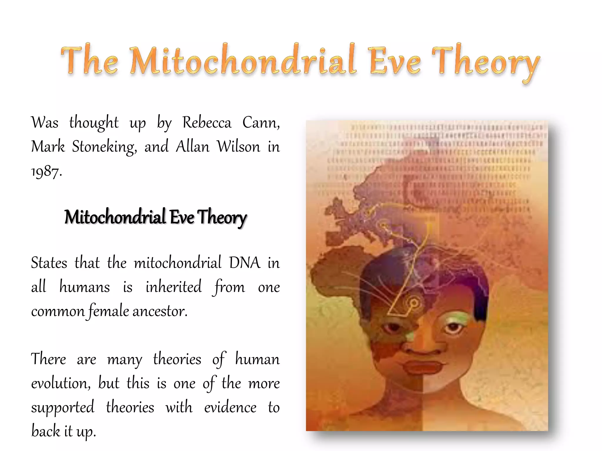 Was thought up by Rebecca Cann,
Mark Stoneking, and Allan Wilson in
1987.
Mitochondrial Eve Theory
States that the mitochondrial DNA in
all humans is inherited from one
common female ancestor.
There are many theories of human
evolution, but this is one of the more
supported theories with evidence to
back it up.
 