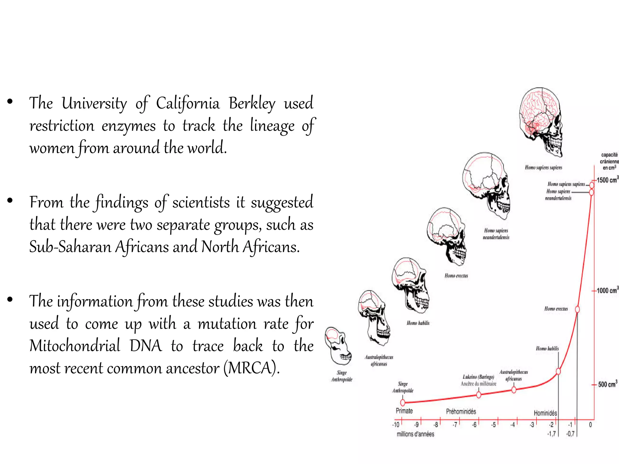 • The University of California Berkley used
restriction enzymes to track the lineage of
women from around the world.
• From the findings of scientists it suggested
that there were two separate groups, such as
Sub-Saharan Africans and North Africans.
• The information from these studies was then
used to come up with a mutation rate for
Mitochondrial DNA to trace back to the
most recent common ancestor (MRCA).
 