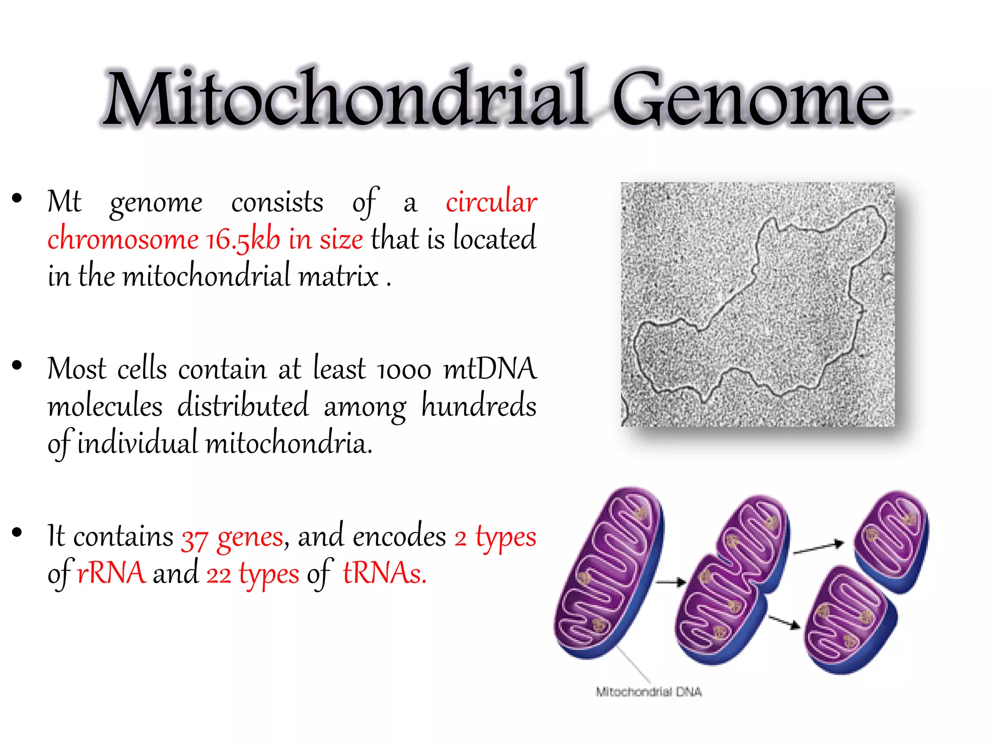 Mitochondrial Genome
• Mt genome consists of a circular
chromosome 16.5kb in size that is located
in the mitochondrial matrix .
• Most cells contain at least 1000 mtDNA
molecules distributed among hundreds
of individual mitochondria.
• It contains 37 genes, and encodes 2 types
of rRNA and 22 types of tRNAs.
 