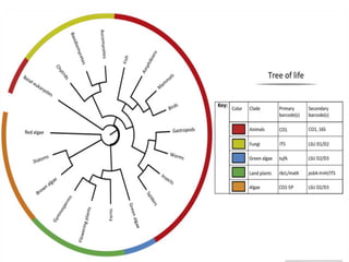 Mitochondrial DNA in Taxonomy and Phylogeny | PDF