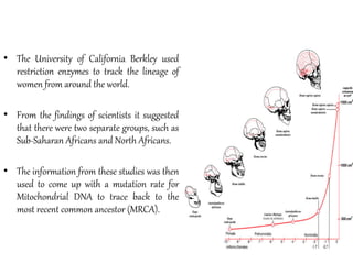 Mitochondrial DNA in Taxonomy and Phylogeny | PDF
