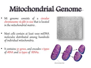 Mitochondrial DNA in Taxonomy and Phylogeny | PDF