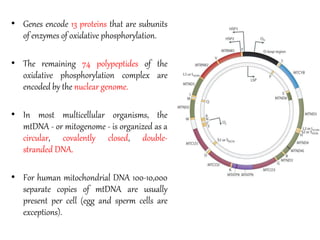 Mitochondrial DNA in Taxonomy and Phylogeny | PDF