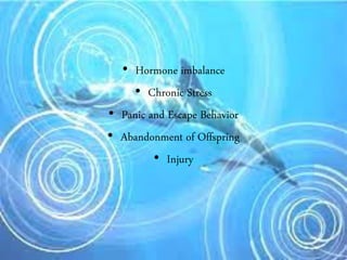 • Hormone imbalance
• Chronic Stress
• Panic and Escape Behavior
• Abandonment of Offspring
• Injury
 