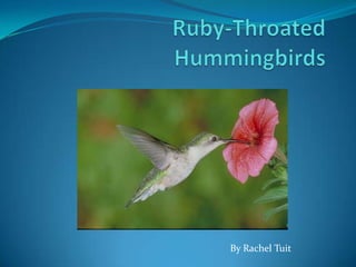 Ruby-Throated Hummingbirds By Rachel Tuit 