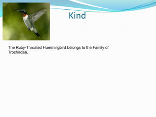 KindThe Ruby-Throated Hummingbird belongs to the Family of Trochilidae. 