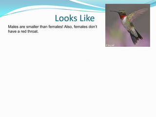 Looks LikeMales are smaller than females! Also, females don’t have a red throat.