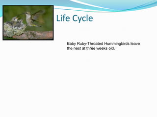 Life CycleBaby Ruby-Throated Hummingbirds leave the nest at three weeks old.