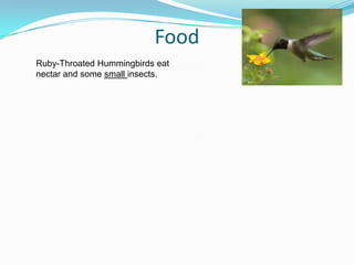 FoodRuby-Throated Hummingbirds eat nectar and some small insects.