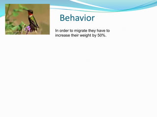 BehaviorIn order to migrate they have to increase their weight by 50%.