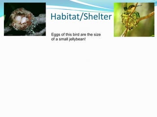 Habitat/ShelterEggs of this bird are the size of a small jellybean! 