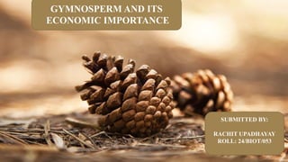 Economic Importance and Uses of Gymnosperms in Various Industries | PPTX