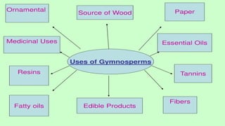 Economic Importance and Uses of Gymnosperms in Various Industries | PPTX