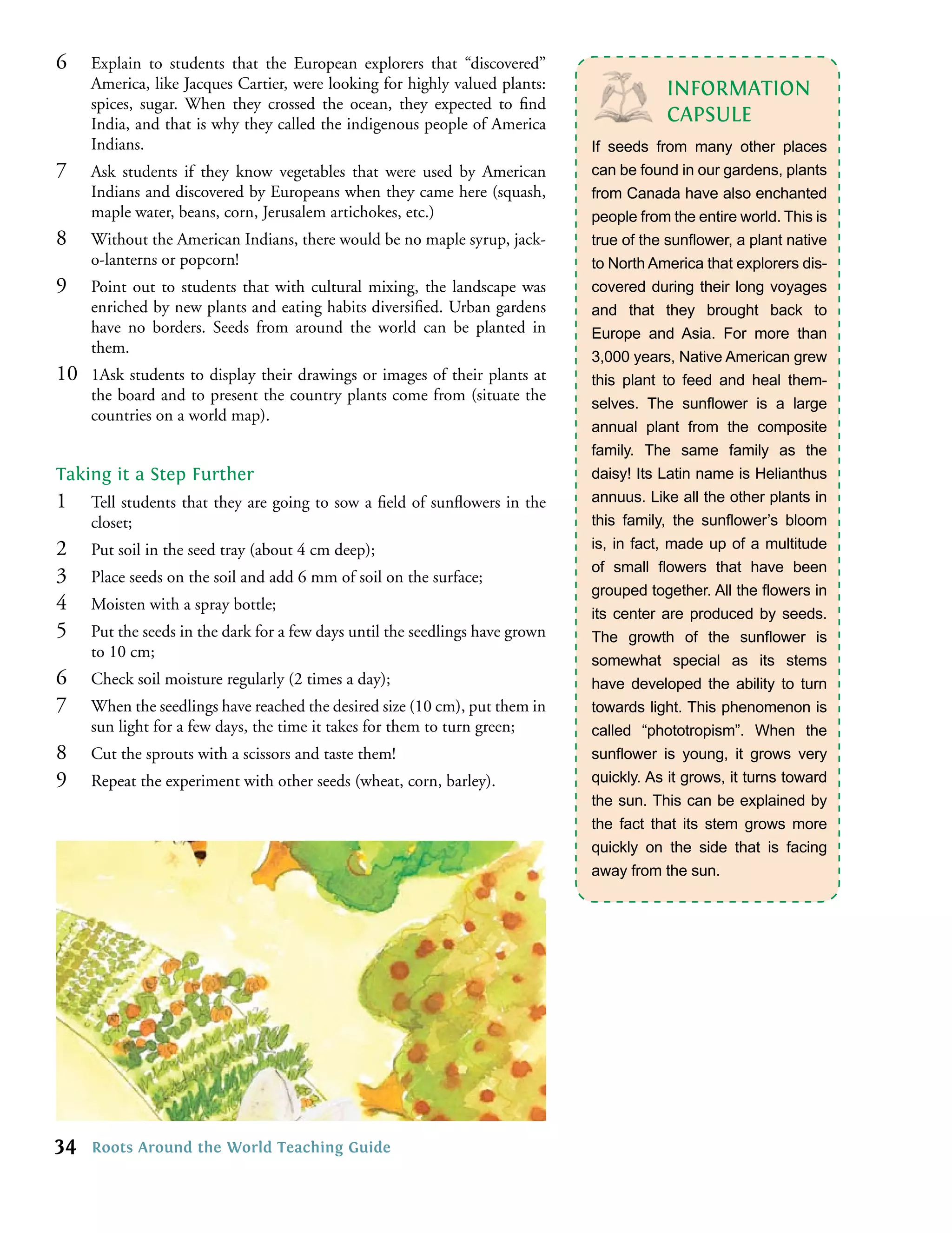 6    Explain to students that the European explorers that “discovered”
     America, like Jacques Cartier, were looking for highly valued plants:                INFORMATION
     spices, sugar. When they crossed the ocean, they expected to ﬁnd
     India, and that is why they called the indigenous people of America                  CAPSULE
     Indians.                                                                  If seeds from many other places
7    Ask students if they know vegetables that were used by American           can be found in our gardens, plants
     Indians and discovered by Europeans when they came here (squash,          from Canada have also enchanted
     maple water, beans, corn, Jerusalem artichokes, etc.)                     people from the entire world. This is
8    Without the American Indians, there would be no maple syrup, jack-        true of the sunﬂower, a plant native
     o-lanterns or popcorn!                                                    to North America that explorers dis-
9    Point out to students that with cultural mixing, the landscape was        covered during their long voyages
     enriched by new plants and eating habits diversiﬁed. Urban gardens        and that they brought back to
     have no borders. Seeds from around the world can be planted in            Europe and Asia. For more than
     them.
                                                                               3,000 years, Native American grew
10   1Ask students to display their drawings or images of their plants at      this plant to feed and heal them-
     the board and to present the country plants come from (situate the        selves. The sunﬂower is a large
     countries on a world map).
                                                                               annual plant from the composite
                                                                               family. The same family as the
Taking it a Step Further                                                       daisy! Its Latin name is Helianthus
1    Tell students that they are going to sow a ﬁeld of sunﬂowers in the       annuus. Like all the other plants in
     closet;                                                                   this family, the sunﬂower’s bloom
2    Put soil in the seed tray (about 4 cm deep);                              is, in fact, made up of a multitude
                                                                               of small ﬂowers that have been
3    Place seeds on the soil and add 6 mm of soil on the surface;
                                                                               grouped together. All the ﬂowers in
4    Moisten with a spray bottle;
                                                                               its center are produced by seeds.
5    Put the seeds in the dark for a few days until the seedlings have grown   The growth of the sunﬂower is
     to 10 cm;
                                                                               somewhat special as its stems
6    Check soil moisture regularly (2 times a day);                            have developed the ability to turn
7    When the seedlings have reached the desired size (10 cm), put them in     towards light. This phenomenon is
     sun light for a few days, the time it takes for them to turn green;       called “phototropism”. When the
8    Cut the sprouts with a scissors and taste them!                           sunﬂower is young, it grows very
9    Repeat the experiment with other seeds (wheat, corn, barley).             quickly. As it grows, it turns toward
                                                                               the sun. This can be explained by
                                                                               the fact that its stem grows more
                                                                               quickly on the side that is facing
                                                                               away from the sun.




34   Roots Around the World Teaching Guide
 