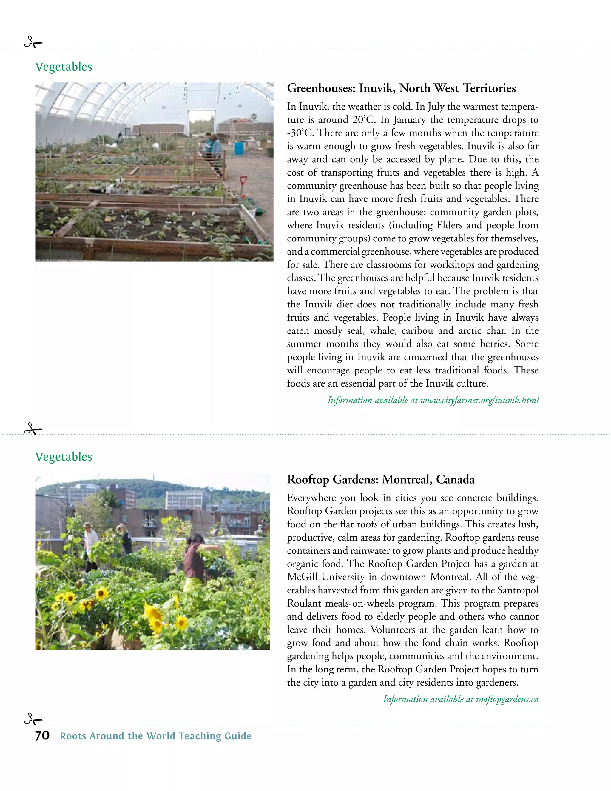 Vegetables
                                             Greenhouses: Inuvik, North West Territories
                                             In Inuvik, the weather is cold. In July the warmest tempera-
                                             ture is around 20’C. In January the temperature drops to
                                             -30’C. There are only a few months when the temperature
                                             is warm enough to grow fresh vegetables. Inuvik is also far
                                             away and can only be accessed by plane. Due to this, the
                                             cost of transporting fruits and vegetables there is high. A
                                             community greenhouse has been built so that people living
                                             in Inuvik can have more fresh fruits and vegetables. There
                                             are two areas in the greenhouse: community garden plots,
                                             where Inuvik residents (including Elders and people from
                                             community groups) come to grow vegetables for themselves,
                                             and a commercial greenhouse, where vegetables are produced
                                             for sale. There are classrooms for workshops and gardening
                                             classes. The greenhouses are helpful because Inuvik residents
                                             have more fruits and vegetables to eat. The problem is that
                                             the Inuvik diet does not traditionally include many fresh
                                             fruits and vegetables. People living in Inuvik have always
                                             eaten mostly seal, whale, caribou and arctic char. In the
                                             summer months they would also eat some berries. Some
                                             people living in Inuvik are concerned that the greenhouses
                                             will encourage people to eat less traditional foods. These
                                             foods are an essential part of the Inuvik culture.
                                                      Information available at www.cityfarmer.org/inuvik.html




Vegetables
                                             Rooftop Gardens: Montreal, Canada
                                             Everywhere you look in cities you see concrete buildings.
                                             Rooftop Garden projects see this as an opportunity to grow
                                             food on the ﬂat roofs of urban buildings. This creates lush,
                                             productive, calm areas for gardening. Rooftop gardens reuse
                                             containers and rainwater to grow plants and produce healthy
                                             organic food. The Rooftop Garden Project has a garden at
                                             McGill University in downtown Montreal. All of the veg-
                                             etables harvested from this garden are given to the Santropol
                                             Roulant meals-on-wheels program. This program prepares
                                             and delivers food to elderly people and others who cannot
                                             leave their homes. Volunteers at the garden learn how to
                                             grow food and about how the food chain works. Rooftop
                                             gardening helps people, communities and the environment.
                                             In the long term, the Rooftop Garden Project hopes to turn
                                             the city into a garden and city residents into gardeners.
                                                                    Information available at rooftopgardens.ca


70   Roots Around the World Teaching Guide
 