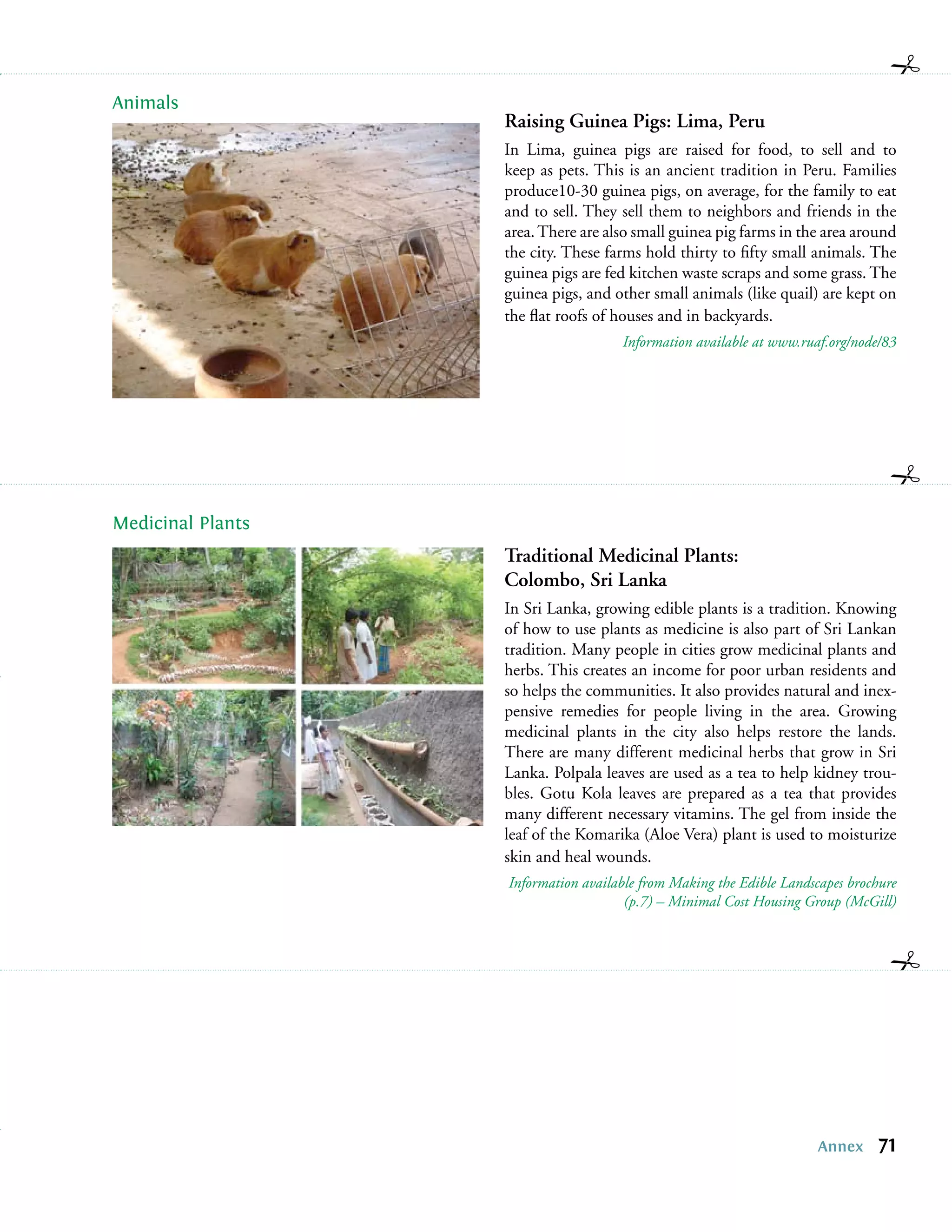 Animals
                   Raising Guinea Pigs: Lima, Peru
                   In Lima, guinea pigs are raised for food, to sell and to
                   keep as pets. This is an ancient tradition in Peru. Families
                   produce10-30 guinea pigs, on average, for the family to eat
                   and to sell. They sell them to neighbors and friends in the
                   area. There are also small guinea pig farms in the area around
                   the city. These farms hold thirty to ﬁfty small animals. The
                   guinea pigs are fed kitchen waste scraps and some grass. The
                   guinea pigs, and other small animals (like quail) are kept on
                   the ﬂat roofs of houses and in backyards.
                                     Information available at www.ruaf.org/node/83




Medicinal Plants
                   Traditional Medicinal Plants:
                   Colombo, Sri Lanka
                   In Sri Lanka, growing edible plants is a tradition. Knowing
                   of how to use plants as medicine is also part of Sri Lankan
                   tradition. Many people in cities grow medicinal plants and
                   herbs. This creates an income for poor urban residents and
                   so helps the communities. It also provides natural and inex-
                   pensive remedies for people living in the area. Growing
                   medicinal plants in the city also helps restore the lands.
                   There are many different medicinal herbs that grow in Sri
                   Lanka. Polpala leaves are used as a tea to help kidney trou-
                   bles. Gotu Kola leaves are prepared as a tea that provides
                   many different necessary vitamins. The gel from inside the
                   leaf of the Komarika (Aloe Vera) plant is used to moisturize
                   skin and heal wounds.
                   Information available from Making the Edible Landscapes brochure
                                      (p.7) – Minimal Cost Housing Group (McGill)




                                                                      Annex    71
 