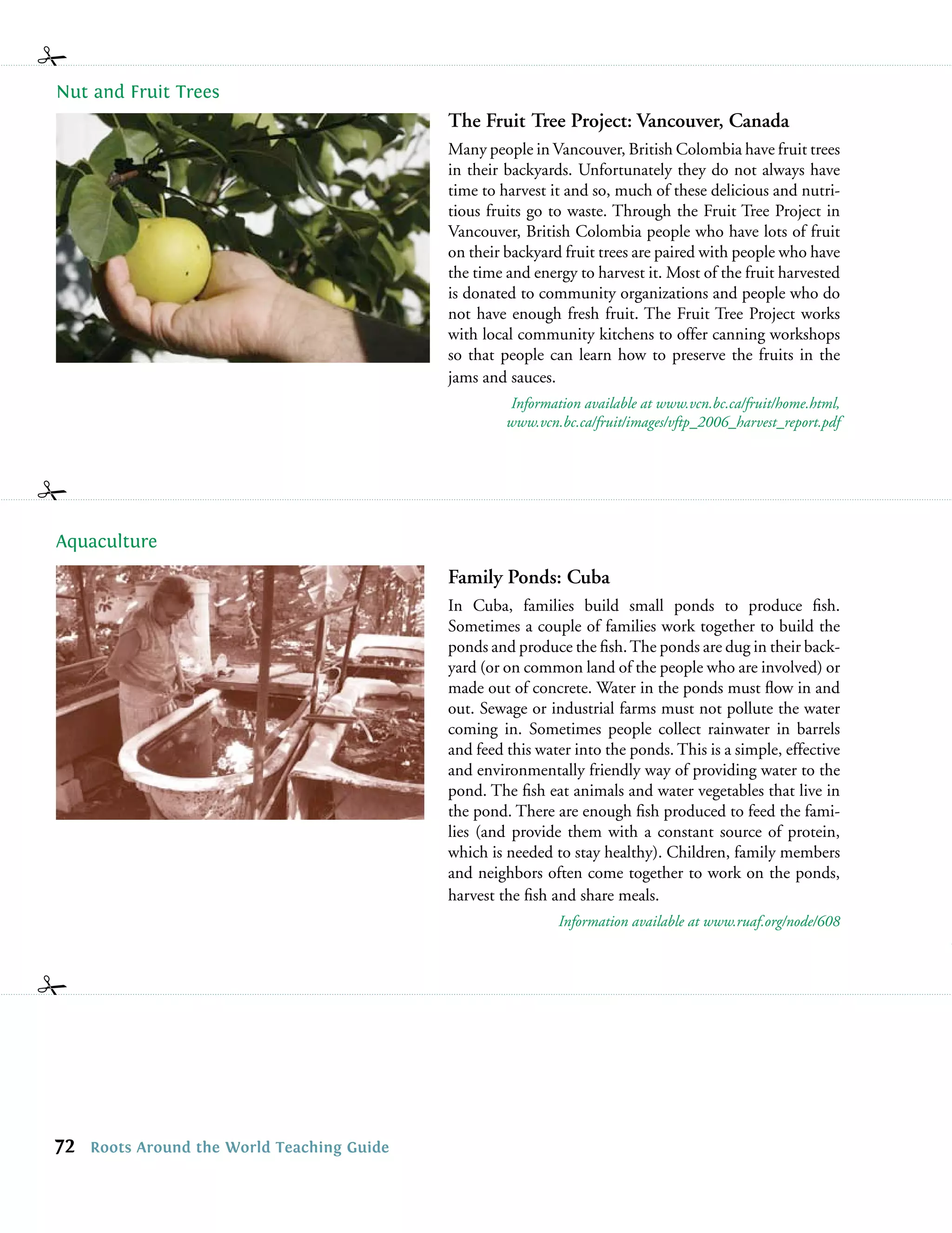 Nut and Fruit Trees
                                             The Fruit Tree Project: Vancouver, Canada
                                             Many people in Vancouver, British Colombia have fruit trees
                                             in their backyards. Unfortunately they do not always have
                                             time to harvest it and so, much of these delicious and nutri-
                                             tious fruits go to waste. Through the Fruit Tree Project in
                                             Vancouver, British Colombia people who have lots of fruit
                                             on their backyard fruit trees are paired with people who have
                                             the time and energy to harvest it. Most of the fruit harvested
                                             is donated to community organizations and people who do
                                             not have enough fresh fruit. The Fruit Tree Project works
                                             with local community kitchens to offer canning workshops
                                             so that people can learn how to preserve the fruits in the
                                             jams and sauces.
                                                      Information available at www.vcn.bc.ca/fruit/home.html,
                                                      www.vcn.bc.ca/fruit/images/vftp_2006_harvest_report.pdf




Aquaculture
                                             Family Ponds: Cuba
                                             In Cuba, families build small ponds to produce ﬁsh.
                                             Sometimes a couple of families work together to build the
                                             ponds and produce the ﬁsh. The ponds are dug in their back-
                                             yard (or on common land of the people who are involved) or
                                             made out of concrete. Water in the ponds must ﬂow in and
                                             out. Sewage or industrial farms must not pollute the water
                                             coming in. Sometimes people collect rainwater in barrels
                                             and feed this water into the ponds. This is a simple, effective
                                             and environmentally friendly way of providing water to the
                                             pond. The ﬁsh eat animals and water vegetables that live in
                                             the pond. There are enough ﬁsh produced to feed the fami-
                                             lies (and provide them with a constant source of protein,
                                             which is needed to stay healthy). Children, family members
                                             and neighbors often come together to work on the ponds,
                                             harvest the ﬁsh and share meals.
                                                              Information available at www.ruaf.org/node/608




72   Roots Around the World Teaching Guide
 