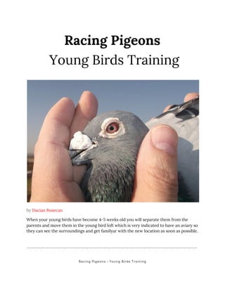 Racing Pigeons
Young Birds Training
by ​Dacian Busecan
When your young birds have become 4-5 weeks old you will separate them from the
parents and move them in the young bird loft which is very indicated to have an aviary so
they can see the surroundings and get familyar with the new location as soon as possible.
Racing Pigeons - Young Birds Training
 
