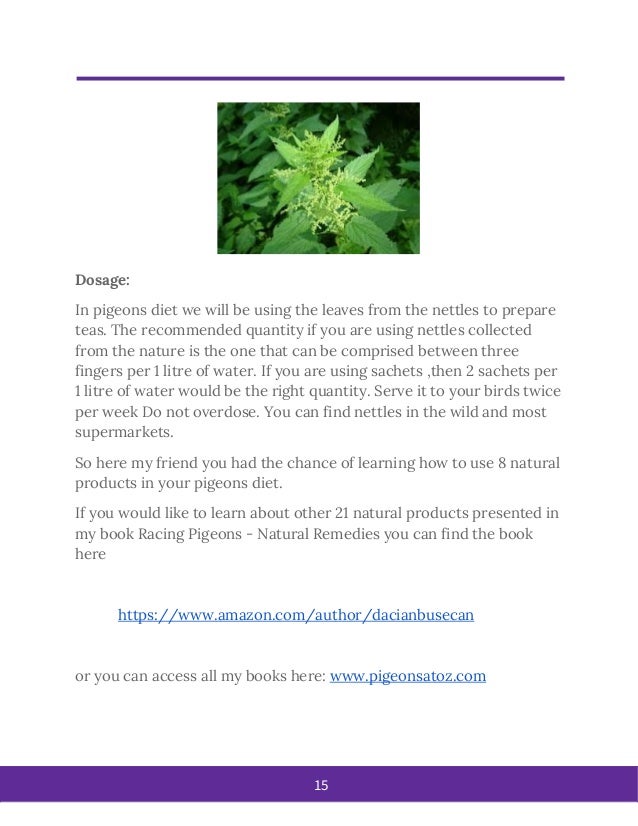 Natural Remedies For Racing Pigeons Natural Remedies For Racing Pigeons
