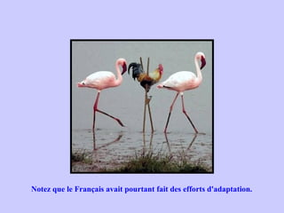 Notez que le Français avait pourtant fait des efforts d'adaptation.