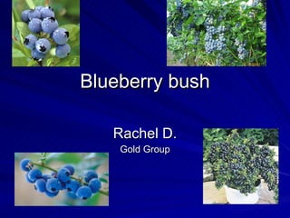 Blueberry bush Rachel D. Gold Group 