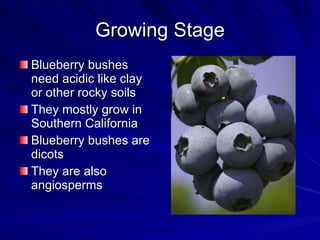 Growing Stage Blueberry bushes need acidic like clay or other rocky soils They mostly grow in Southern California Blueberry bushes are dicots They are also angiosperms 