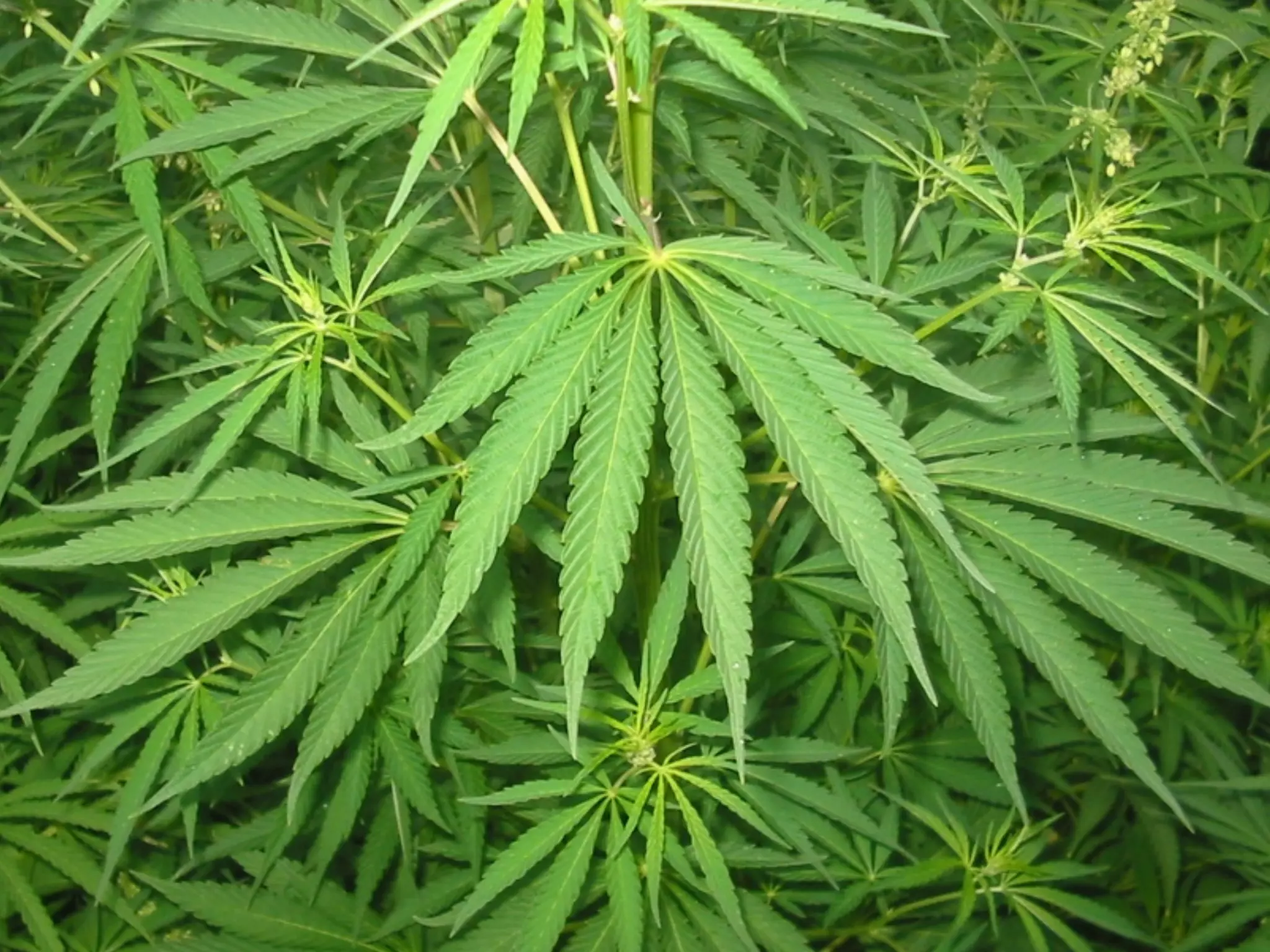 Rails Metal, Rack, and Sinatra