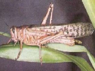 Racso 40 dia 2  parte 1 b DE SOID ATEFORP AIPAT SADAJUP DE RACSO