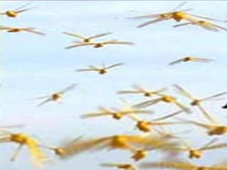 Racso 40 dia 2  parte 1 b DE SOID ATEFORP AIPAT SADAJUP DE RACSO